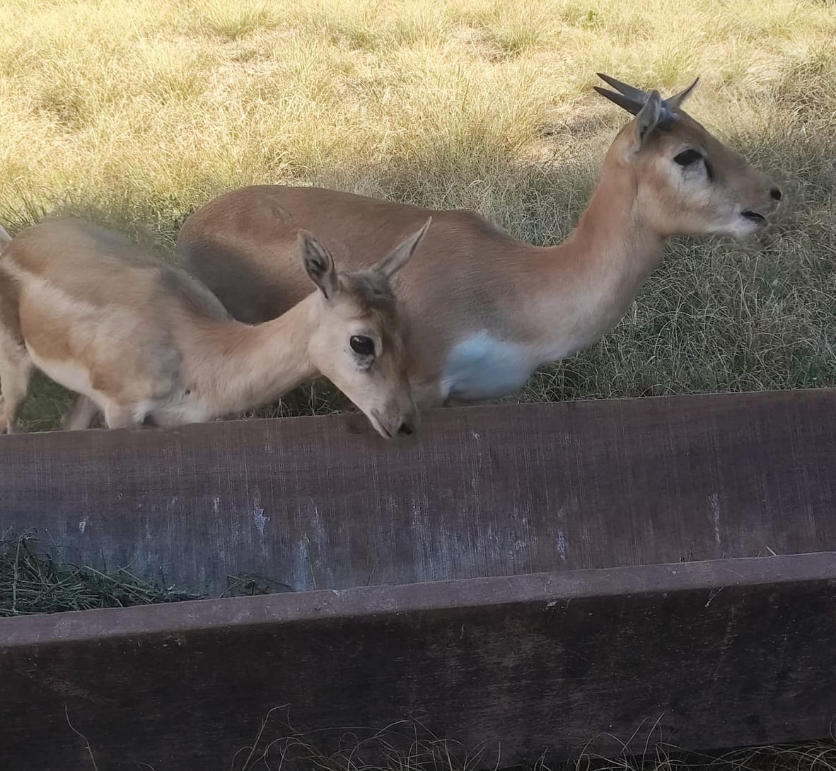 Zoológico de Goiânia ganha três novos moradores