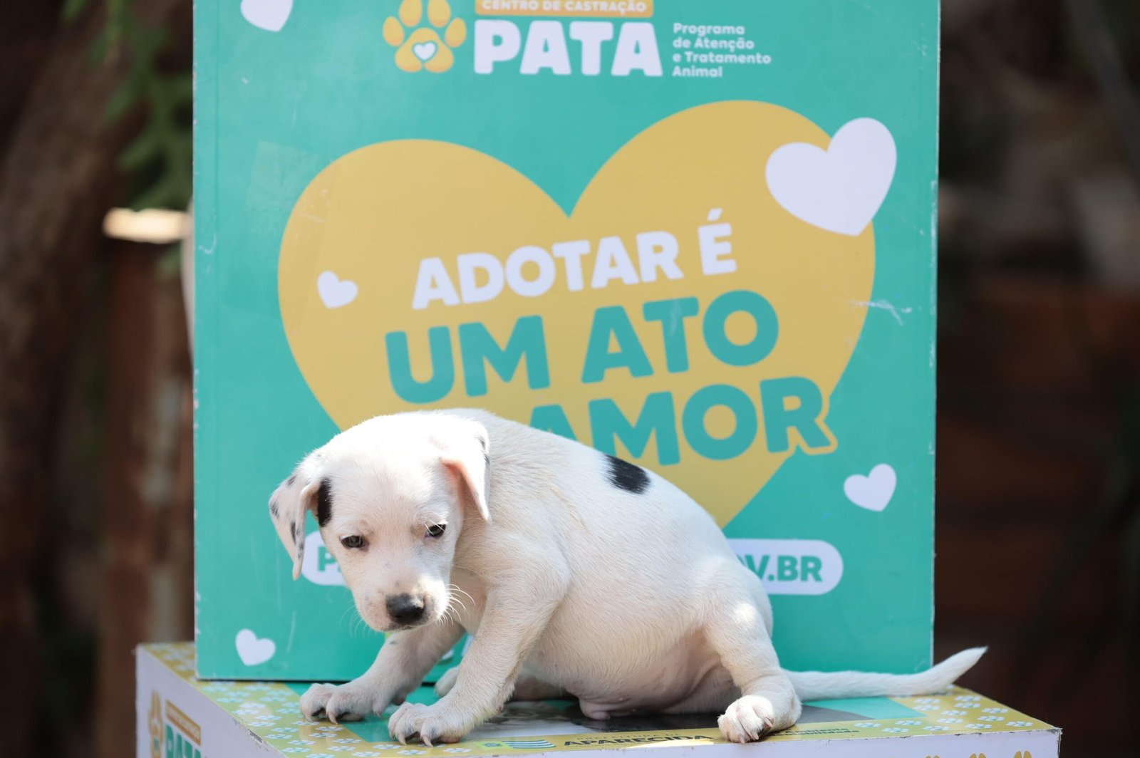 Prefeitura de Aparecida e Buriti Shopping realizam feira de adoção de cães e gatos neste sábado (27)