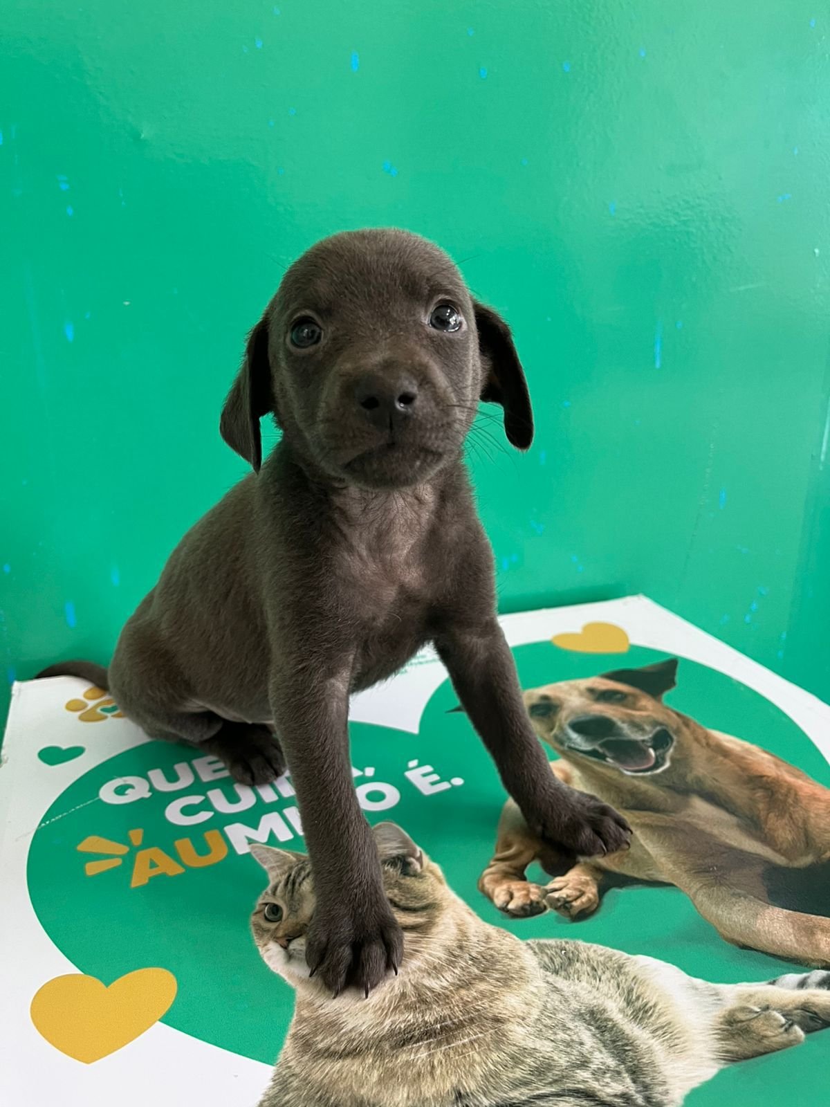 Prefeitura de Aparecida e Buriti Shopping promovem feira de adoção de cães e gatos neste sábado (18)
