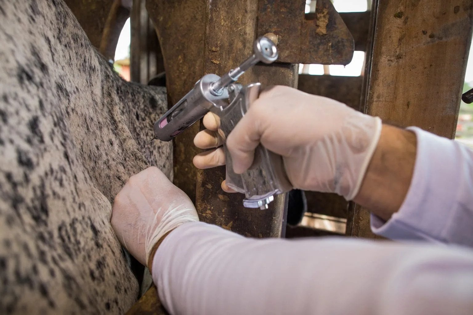 Daniel Vilela reforça preparação permanente de Goiás contra riscos sanitários no rebanho