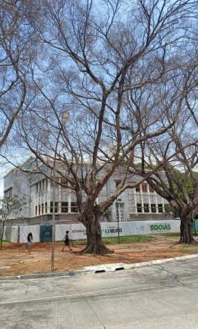 Laudo técnico da Amma concluiu que árvores na Praça Cívica estavam mortas e ofereciam risco à população