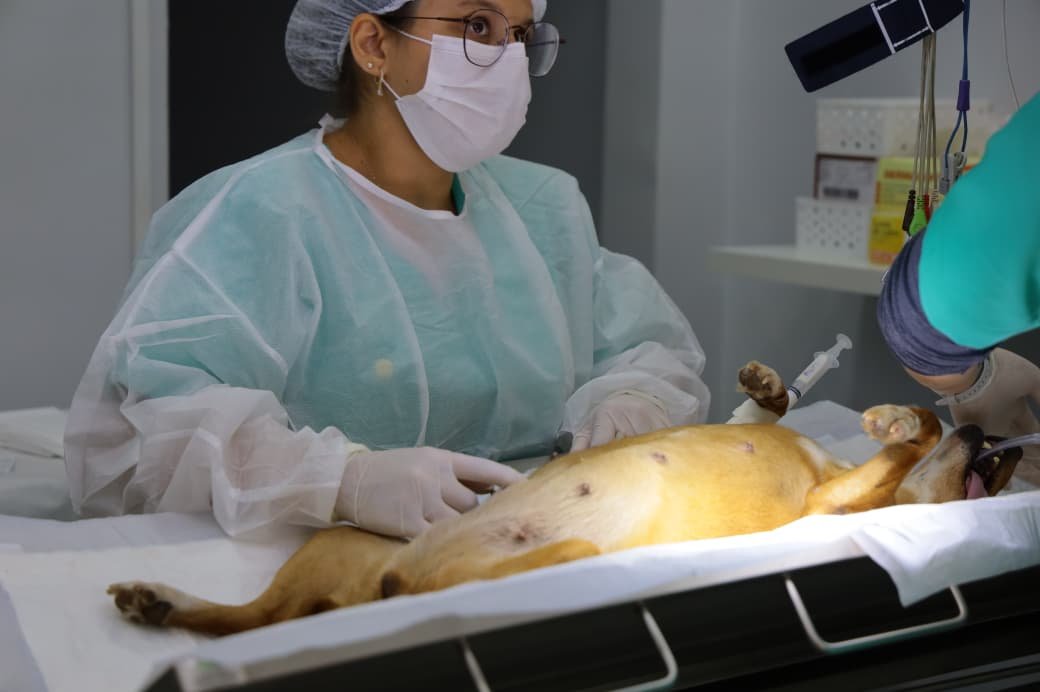 PATA realiza mutirão de castração com 60 vagas para cães e gatos neste sábado (11) em Aparecida