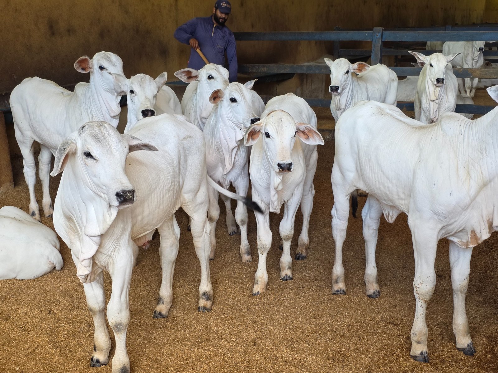 Goiás deve movimentar R$ 23,7 bilhões com bovinocultura em 2026