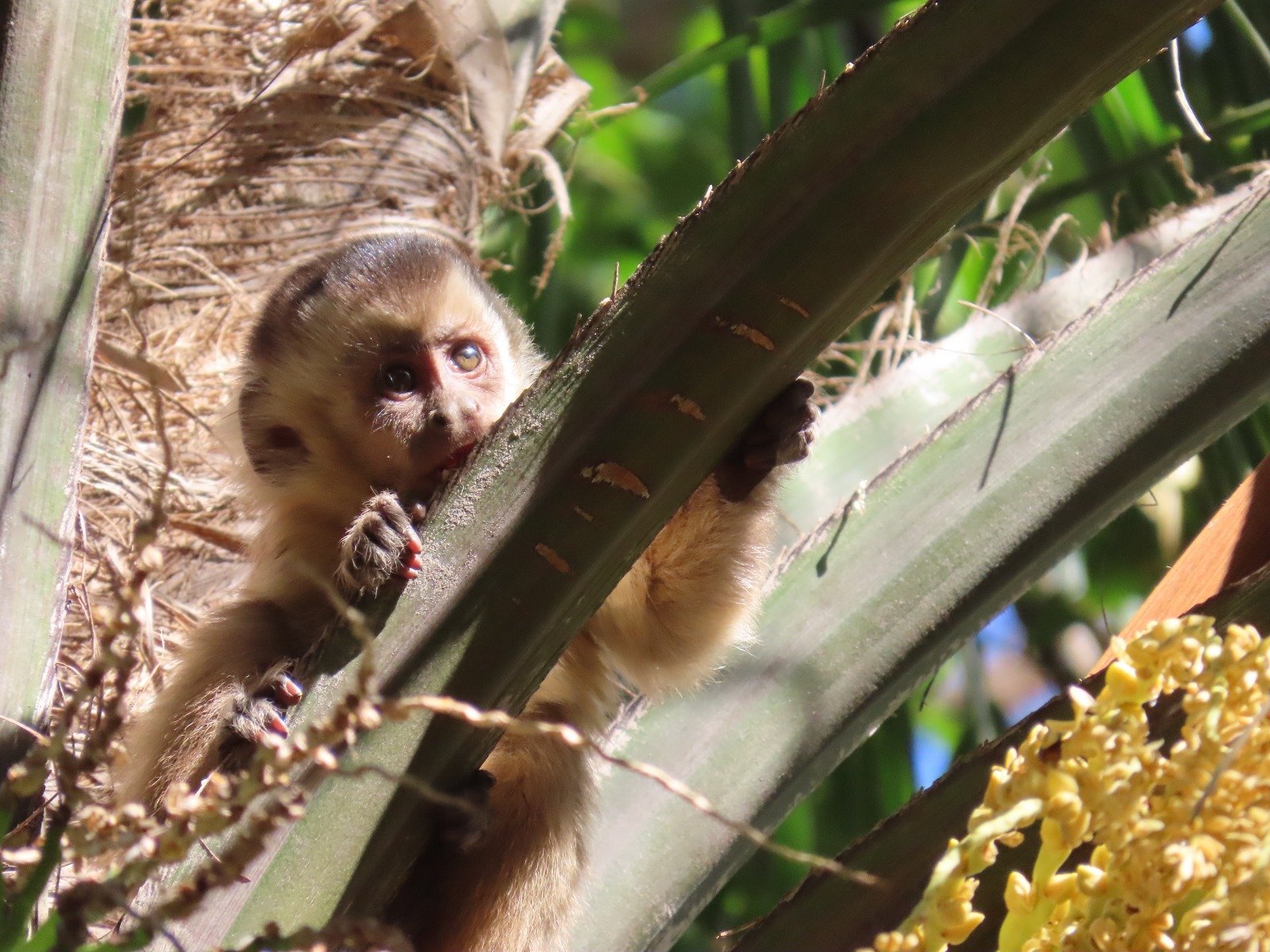 Pesquisa da USP com apoio da Amma orienta convivência segura com macacos-prego no Parque Areião