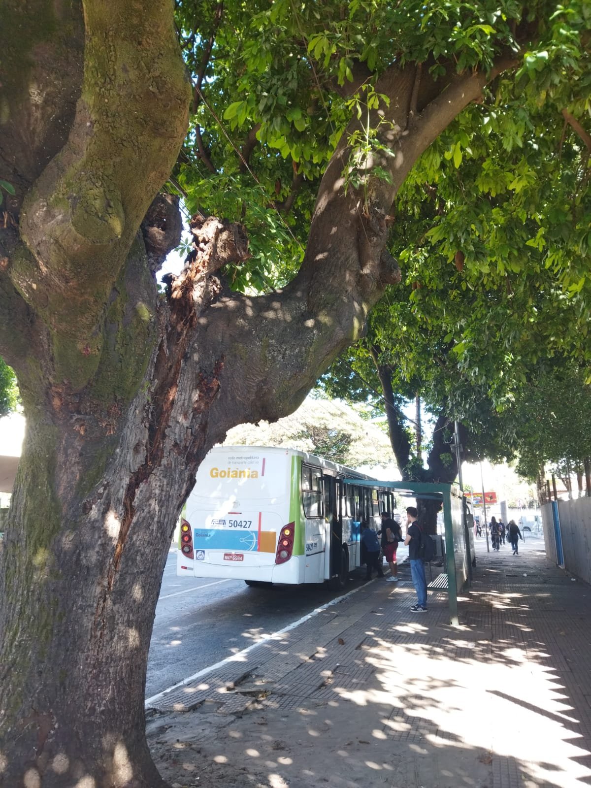 Comurg substitui árvore com risco iminente de queda na Avenida Paranaíba nesta terça-feira (7/7)