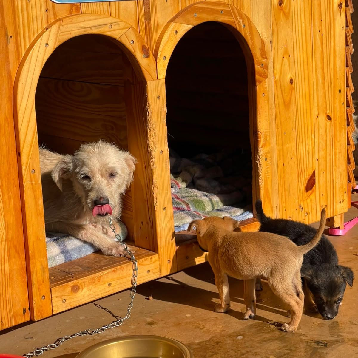 Prefeitura de Aparecida flagra abandono de seis cães e reitera que o ato é crime inafiançável