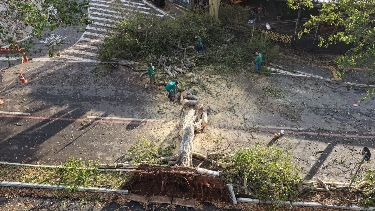 Prefeitura de Goiânia libera vias e remove 12 árvores caídas durante a chuva desta quarta-feira